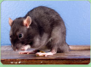 rat control Melksham